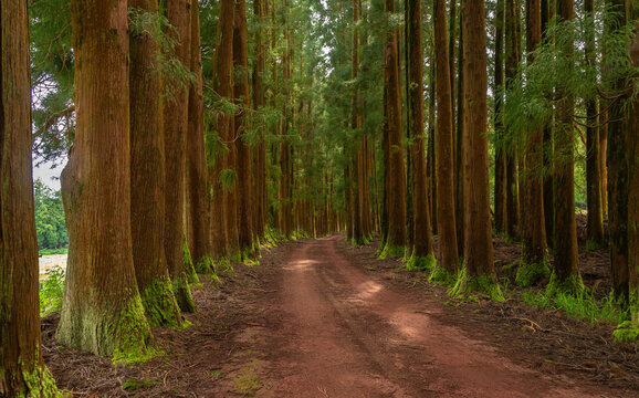 Dense forest in Viveiro da Falca, Terceira Island, Azores, with moss-covered tree trunks creating a lush green woodland atmosphere in this natural reserve