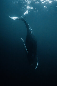 Humpback whale diving deep in blue arctic waters