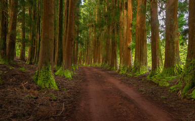 Fototapeta premium Dense forest in Viveiro da Falca, Terceira Island, Azores, with moss-covered tree trunks creating a lush green woodland atmosphere in this natural reserve