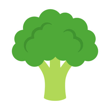 Fresh green broccoli vegetable icon isolated illustration Vector
