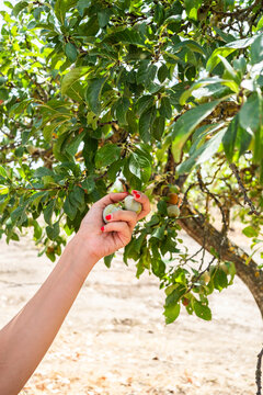 Woman harvest fruit from tree in sunny countryside