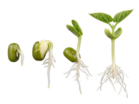 Bean seed germination growth stages showing root development and seedling life cycle isolated on black background, representing agriculture, biology, botany education, and new organic life beginning.