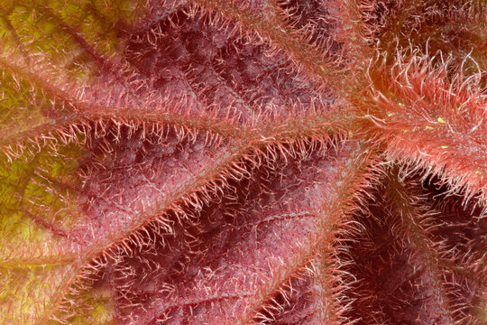 Macro view of hairy underside of a begonia leaf