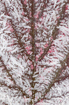 Frost crystal on blackberry leaf in winter macro