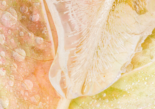 Melting ice on autumn dogwood leaf macro photograph