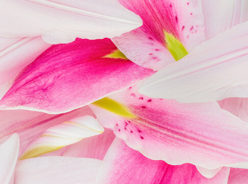 Colorful petals of Lilium hybrid Natalia rose lily flower