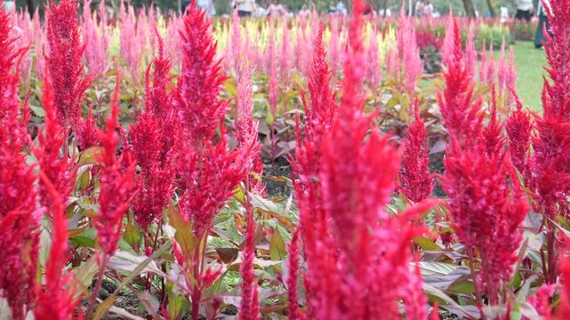 Celosia