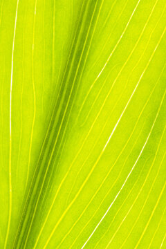 Backlit Calla lily leaf with abstract green vein pattern