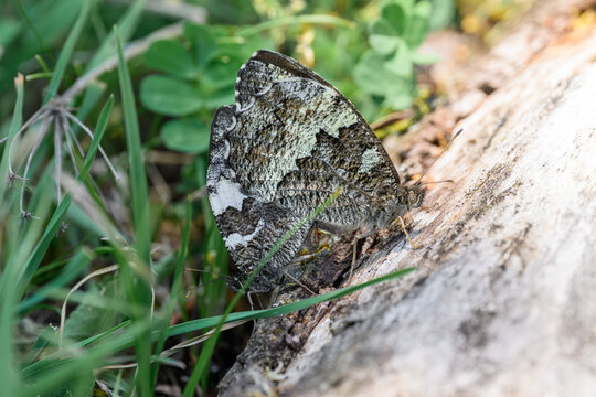 Great Banded Grayling Butterflies (Brintesia circe) Mating on a Tree Trunk
