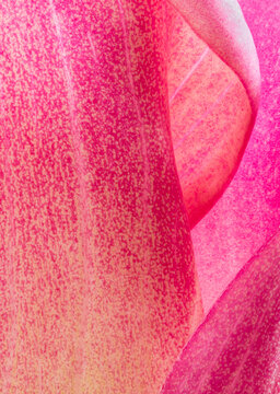 Abstract pink patterns in a Calla lily spathe macro