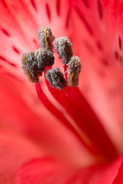 Red Alstroemeria anthers with pollen in macro detail