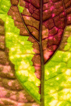 Backlit coleus leaf reveals vivid color and vein detail