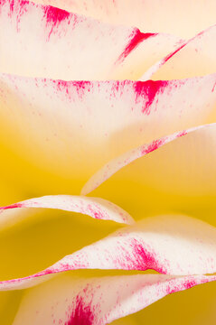 Ranunculus petal closeup with pink markings in spring