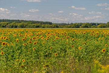 Fototapeta premium Vibrant sunflowers stretch across a sunlit field under a clear blue sky in the warmth of summer creating a breathtaking floral tapestry