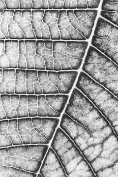 Black and white macrophotograph of Poinsettia leaf veins