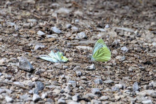 Pieris napi, green-veined white, green-veined white butterfly, butterfly, dead butterfly, living and dead, mortality, insect mortality, butterfly mortality, death in nature, dead insect, white butterf