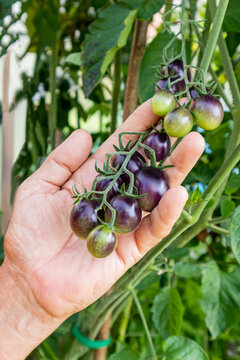Hand hold purple tomato cluster in greenhouse cultivation