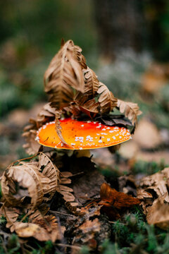 Autumn fly agaric mushroom among fallen forest leaves
