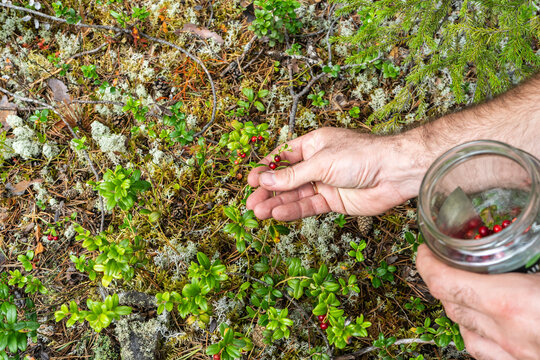 Gathering wild lingonberry by hand into glass jar during northern forest harvest