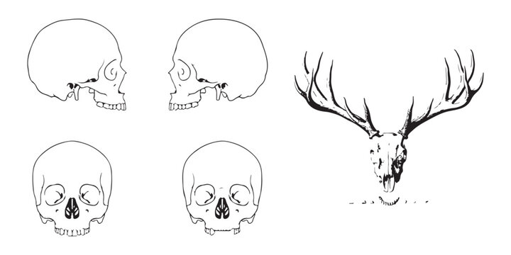 Black outline human skulls and antlered deer skull vector collection for gothic halloween design.