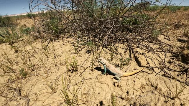 Colorful lizard resting on desert sand