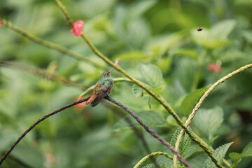 Fototapeta premium Rufous-tailed hummingbird perching on vine in nature