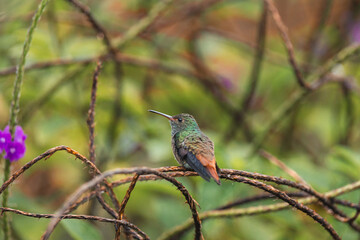 Fototapeta premium Hummingbird perching on branch in lush green garden