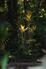 Sunlight illuminating tropical jungle plants and lush vegetation © STOCKEROcr