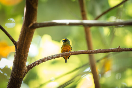 Thick-billed euphonia bird perched on a branch