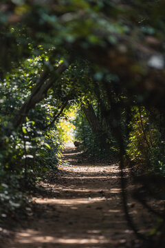 Forest path leading towards bright light