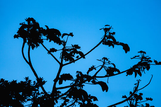 Tree branches silhouetted against blue evening sky