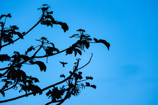 Bird flying past silhouetted tree branches against blue sky