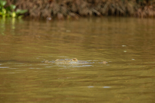 Crocodile predator camouflaging while swimming in murky water