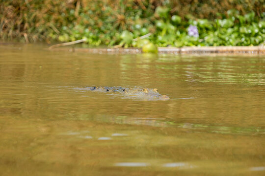 Crocodile swimming in muddy river water habitat