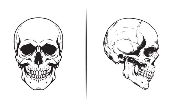 Anatomical human skull front and side profile view vector line art illustration for medical design.