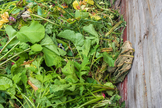 Vegetable garden residue recycled in compost bin for circular sustainable gardening