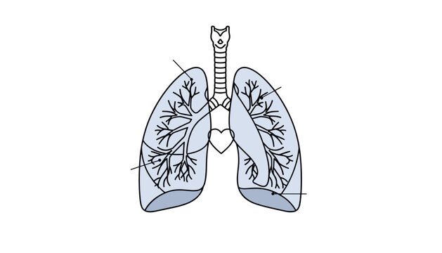 Anatomical illustration of human lungs and bronchi with a central heart outline, colored in soft blue and white.