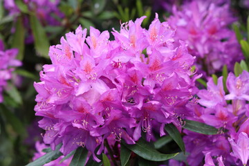 Fototapeta premium Rhododendron flowers in a garden in spring