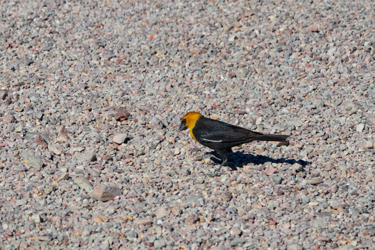 Yellow-headed blackbird, Nevada
