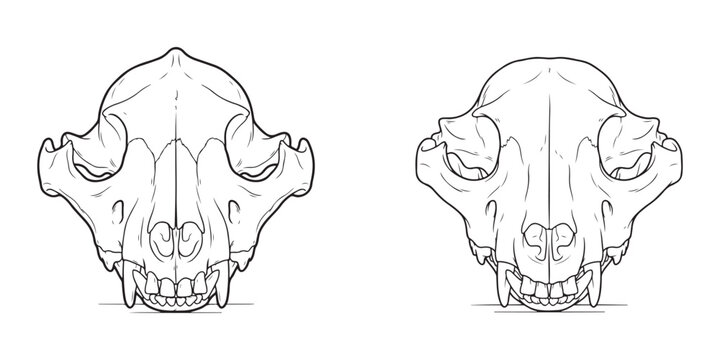 Bear skull detailed line art drawing in two line weight variations for veterinary and anatomy study.