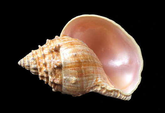 Beautiful spiral conch shell with smooth pink interior isolated on transparent background