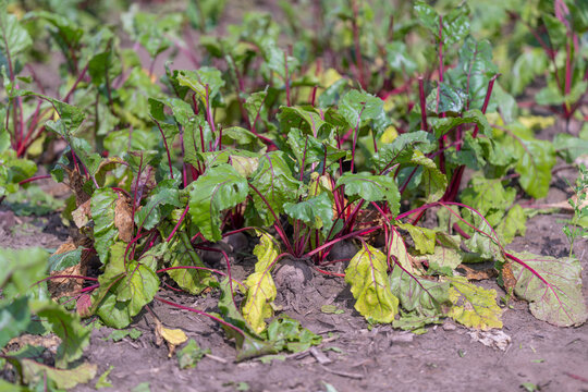 Vibrant beet plants thriving in a sunny garden patch during early summer