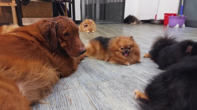 Golden retriever and pomeranian dogs resting peacefully on a light wooden floor, showcasing a friendly pet cafe environment with animals enjoying comfort and social interaction