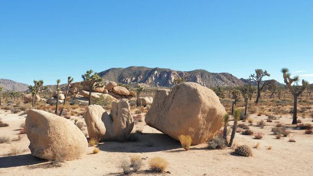 Slow moving footage across stunning landscape of joshua tree national park, featuring its iconic trees, unique rock formations and arid terrain under a bright, clear blue sky