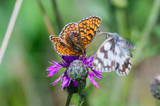 Heath Fritillary (Melitaea athalia) and Marbled White (Melanargia galathea) Sharing a Flower