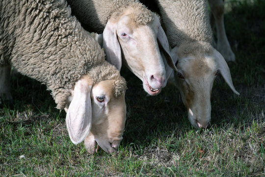 Three sheep are grazing side by side in a pasture.