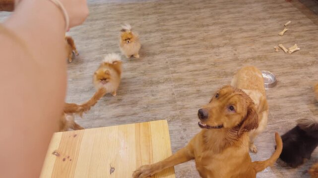 Golden retriever and pomeranian dogs gathering around a person offering treats at a pet cafe, creating a warm atmosphere of companionship and interaction between humans and animals