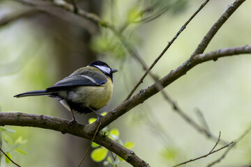 Adult great tit perched on a branch © fluffandshutter