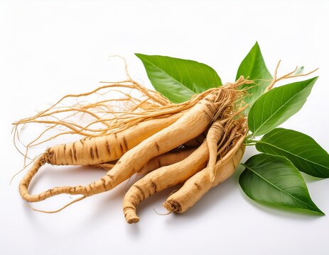 fresh panax ginseng root with green leaves isolated on white or white background ideal for herbal medicine wellness health and natural ingredient concepts