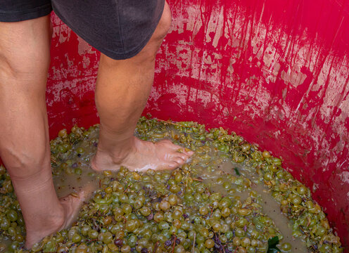 Person stomping on white grapes in a red tub filled with grape juice during a grape harvesting event